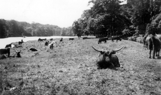 A black and white postcard of Highland Cattle grazing in Bretton Park in Pasture alongside the River Dearne.  Bretton Park is the estate surrounding Bretton Hall, an eighteenth Palladian Mansion, built by the Wentworth family and later sold to the Beaumonts.  It was turned into a college in 1949, and the grounds became home to the Yorkshire Sculpture Park.  Internal Reference: WR (XH) Pearson Collection